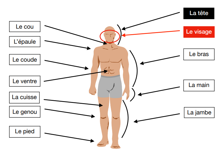 Parties du corps vue de face