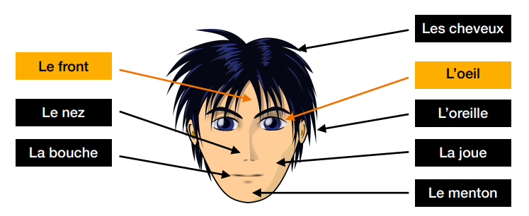 Parties de la tête