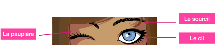 Parties de l'oeil