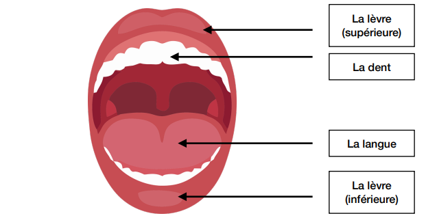 Parties de la bouche