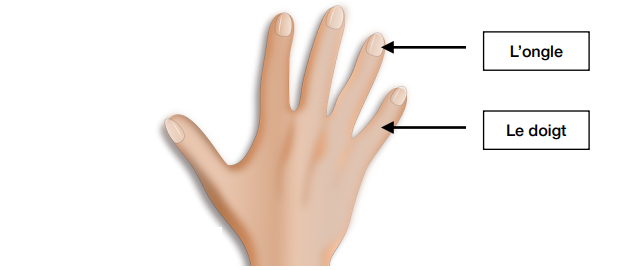 Parties de la main