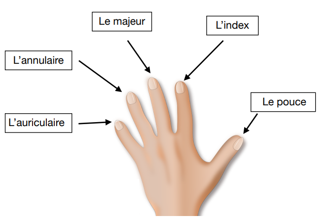 Les doigts de la main